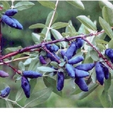 Orlovi nokti cinderella